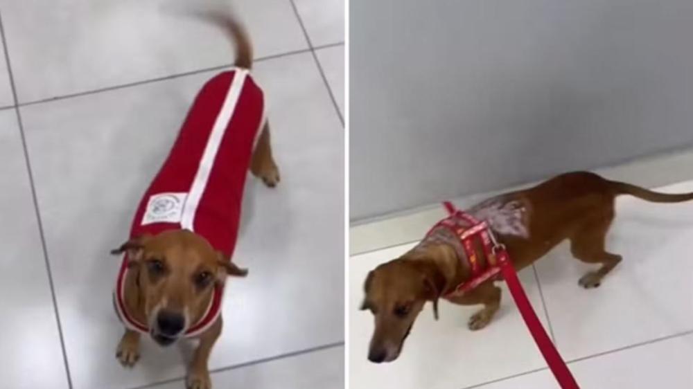 Cachorro queimado em Goiânia recebe alta e ganha novo lar